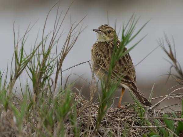 Gele pieper (Anthus lutescens)